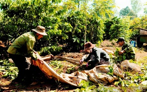 Nguồn cung thắt chặt, giá cà phê sẽ khó hạ nhiệt