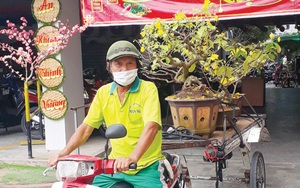 &quot;Cao thủ&quot; An Giang kiếm tiền dễ như ăn kẹo bằng nghề nhận làm &quot;vú em&quot; cho cây mai vàng sau Tết