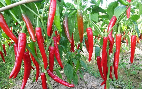 Ớt chỉ địa bỗng tăng giá mạnh lên 40.000-42.000 đồng/kg, nông dân trồng ớt Bình Định đã lãi càng thêm lãi