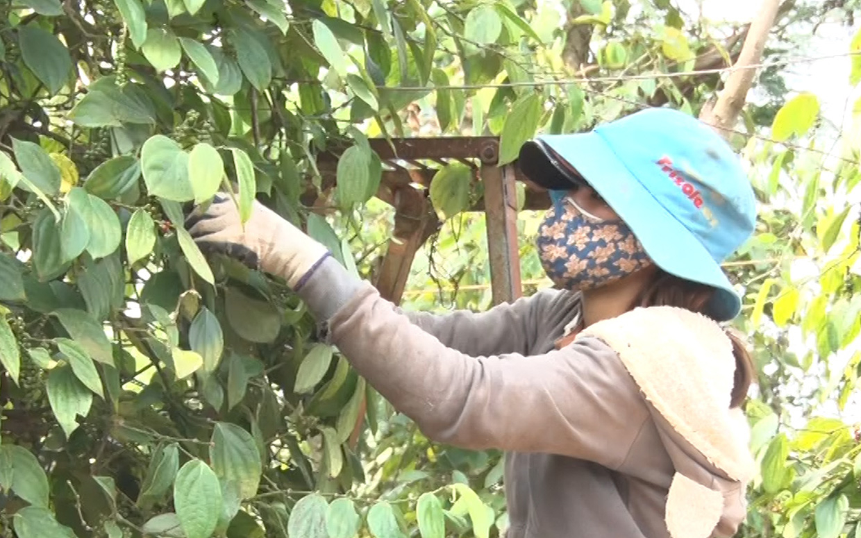 Trồng tiêu trúng mùa, giá tiêu bán cao, thu tiền tỷ, vì sao vẫn có nông dân Gia Lai kêu không lãi nhiều? 