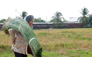 Hàng trăm năm qua, dân vùng này ở Long An vẫn "giữ khư khư" nghề trồng loài cỏ dại thân rõ là dài