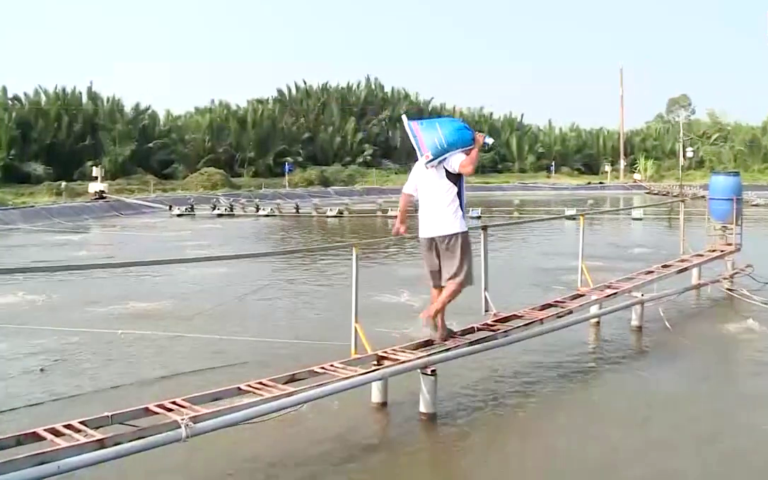 Long An: Nông dân nuôi tôm "bị gặm mòn lợi nhuận" bởi giá thức ăn chăn nuôi tăng không biết đâu là điểm dừng