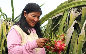 Trái thanh long Bình Thuận sẽ “bay thẳng” sang Hà Lan, châu Âu