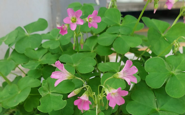 Nhổ thứ rau dại nhà nghèo này đem nấu bát canh cá cơm, đã thơm lại còn tứa nước miếng
