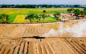 "Cò" náo loạn miền quê Hòa Vang, lãnh đạo Đà Nẵng ra chỉ đạo "nóng"