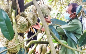 Tại Úc, sầu riêng Ri6 Việt Nam được ưa chuộng hơn cả sầu riêng ngon nhất thế giới Musang King 