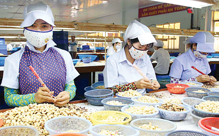 Xuất khẩu hạt điều giảm mạnh, vụ lừa đảo khiến tâm lý doanh nghiệp bị ảnh hưởng