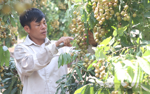  Những tỷ phú nông dân ở Sơn La, có ông nông dân chỉ nuôi lợn, trồng cây ăn quả mà xây được biệt thự