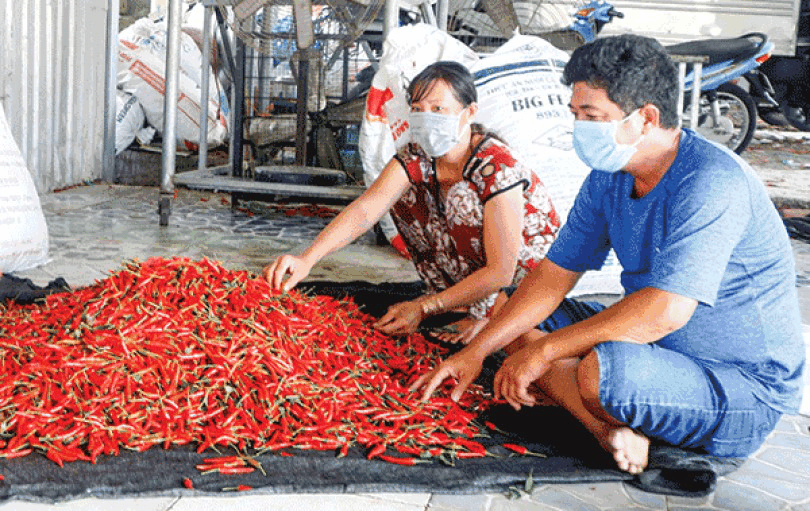Trung Quốc đẩy mạnh thu mua chính ngạch, giá ớt chỉ thiên tăng vù vù