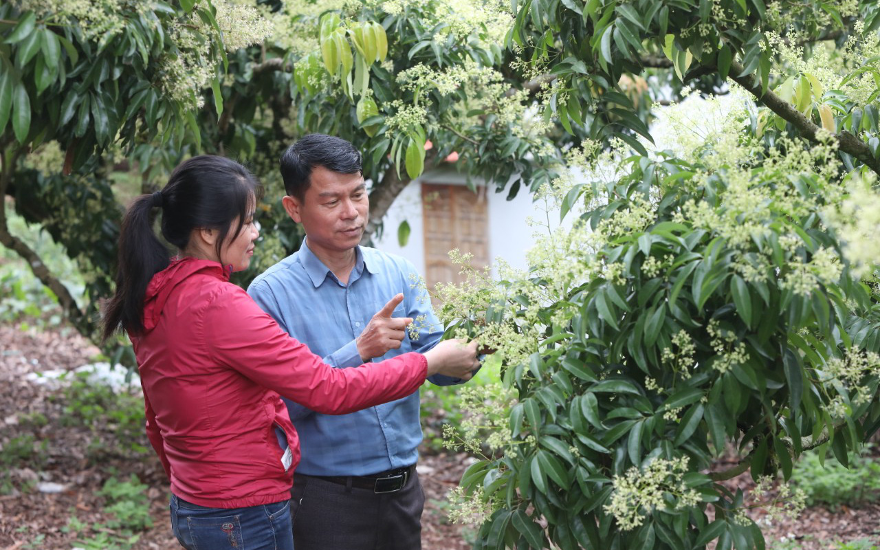 Trung Quốc vẫn kiểm soát chặt cửa khẩu, &quot;thủ phủ vải thiều&quot; xây dựng kịch bản tiêu thụ đặc sản 