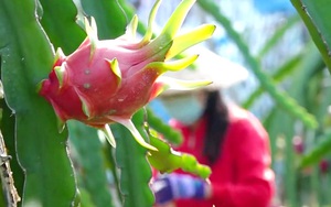 Nông dân Bình Thuận hững hờ dù giá thanh long tăng cao, vì sao vậy?