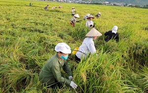 Cánh đồng Mường Tấc ở Sơn La, bình thường gạo đã ngon, nay trồng lúa hữu cơ gạo càng nổi tiếng