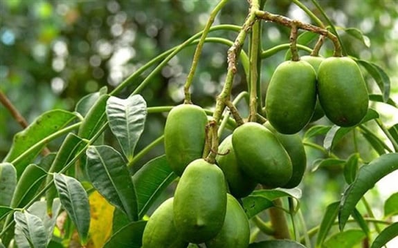 Hậu Giang: Trồng thứ cây ra trái quá trời, bán chỉ để ăn vặt mà nông dân ở đây &quot;lãi quan viên&quot;