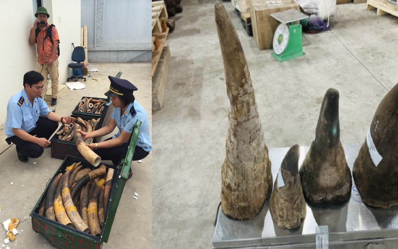 Trong 5 năm, chưa một kẻ đứng sau các tấn hàng buôn bán động vật hoang dã bị bắt