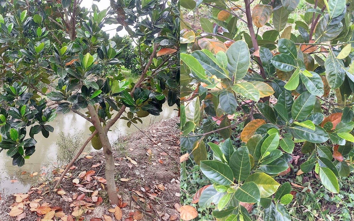 Giá mít Thái hôm nay 10/5: Mít Thái đỏ lá do sốc thuốc thì xử lý thế nào, loại mít nào chỉ còn 3.000 đồng/kg?