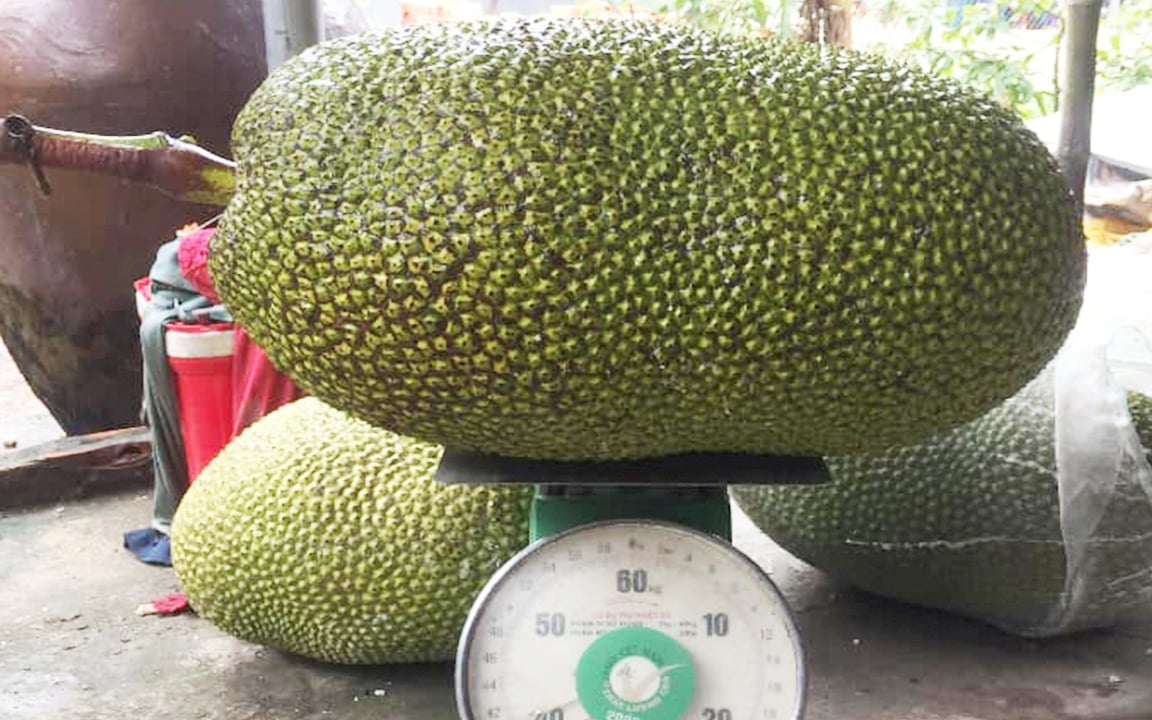  Giá mít Thái hôm nay 11/5: Chợ bên Trung Quốc bán chậm, thương lái, chủ vựa chỉ chăm chăm mua mít này