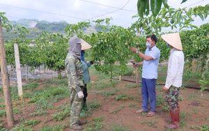 Nông thôn Tây Bắc: Những nông dân vượt khó làm giàu