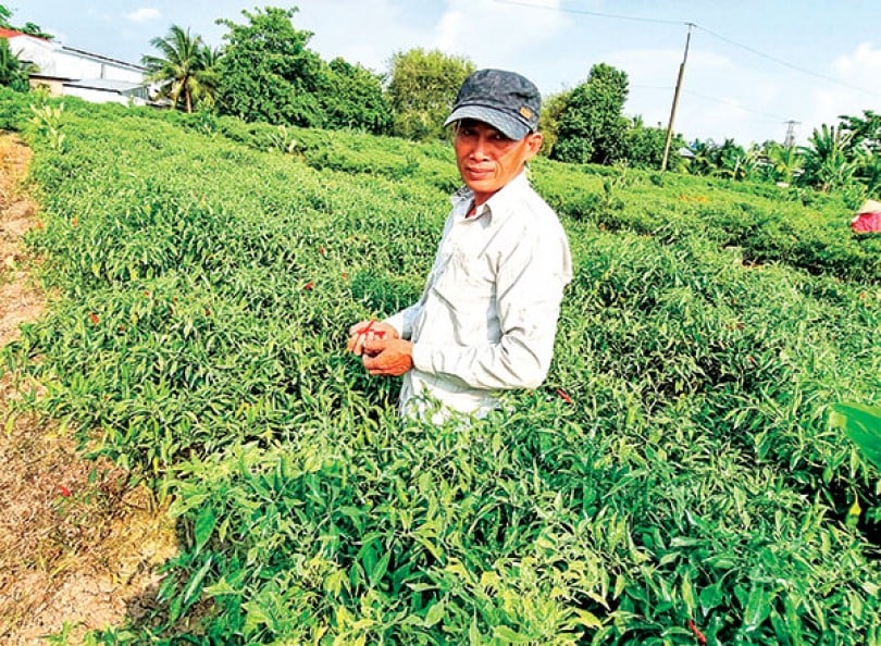 Trung Quốc tăng mua, giá ớt chỉ thiên nhảy múa liên tục