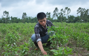 Sạch chuồng trại, tăng thu nhập, nông dân rủ nhau áp dụng mô hình nông nghiệp tuần hoàn