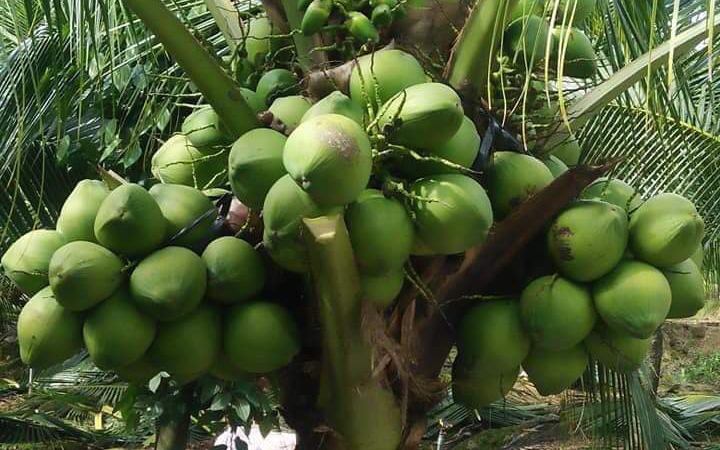 Dừa tươi uống nước tăng giá cao nhất từ trước tới nay, nông dân trồng dừa Tiền Giang lãi hàng trăm triệu