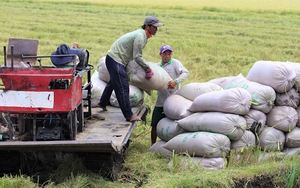 Đánh trúng thị hiếu, xuất khẩu gạo chất lượng cao, gạo thơm sang EU bật tăng 