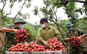 Sản lượng vải thiều Hải Dương dự kiến đạt trên 60.000 tấn, tăng 5.000 tấn