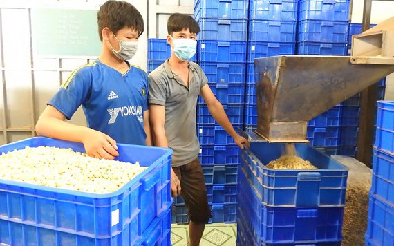 Doanh nghiệp chế biến điều thiếu nguyên liệu