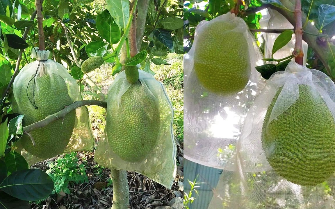 Giá mít Thái hôm nay 9/5: 4 lưu ý quan trọng khi tuyển chọn trái mít Thái, giá cao nhất chỉ có 7.000 đồng/kg