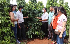 Vay vốn Quỹ Hỗ trợ nông dân trồng cà phê, nuôi bò vỗ béo, nông dân Đắk Lắk thêm động lực làm giàu