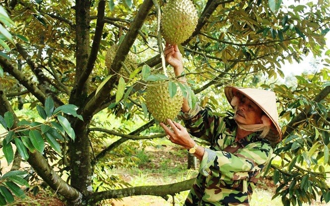 Tây Nguyên đang đứng trước cơ hội lớn để trở thành vùng trồng rau củ quả nhiệt đới cho cả thế giới