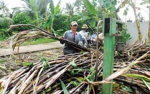 Bi kịch mía đường