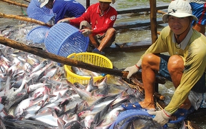 Mỹ công nhận thêm 6 nhà máy chế biến cá tra, Trung Quốc tăng mua, nhà máy làm không hết việc