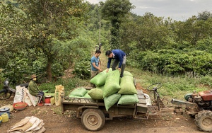 Tái canh cây cà phê: Nhiều địa phương không đạt kế hoạch, nông dân không mặn mà