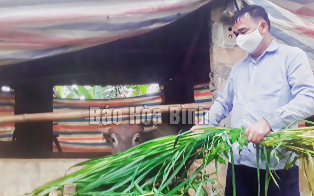 Giá trâu hơi liên tục giảm sâu, nông dân nuôi "con số khổ" này ở Hòa Bình cũng đang kêu khổ lắm!