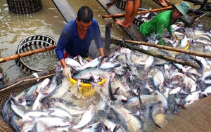 Vì đâu &quot;vua cá tra&quot; một thời - Thủy sản An Giang (AGF) chìm trong thua lỗ, âm vốn sở hữu 169 tỷ đồng?