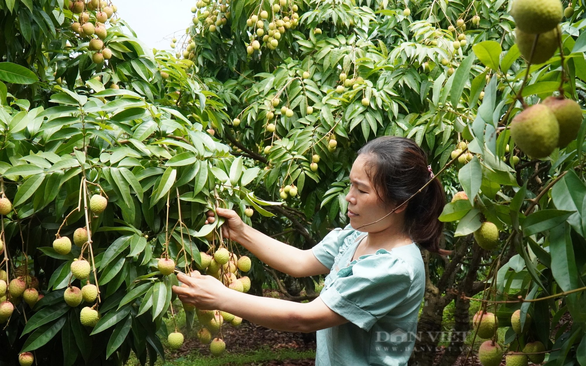 Bắc Giang xuất khẩu gần 4.000 tấn vải thiều sớm, mỗi ngày có 50 xe chở vải xuất đi Trung Quốc 