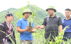 Lai Châu: Kỳ vọng phát triển dứa Queen trên đất Nậm Tăm