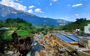 Nuôi cá tầm, cá hồi trên núi, dùng công nghệ mới ít phải thay nước, chủ trại thu tiền tỷ