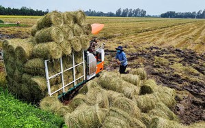 Làm nông nghiệp tuần hoàn, nông dân Cần Thơ thu lời "kép", đến cọng rơm cũng "đẻ" ra tiền