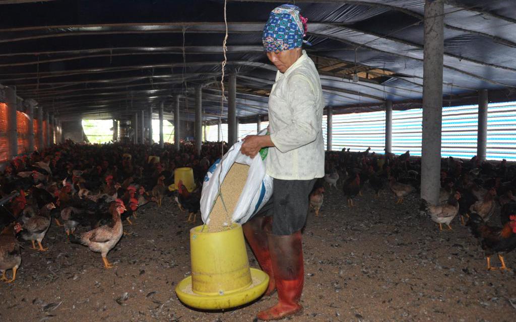 Người chăn nuôi bỏ chuồng vì gánh nặng chi phí: Liên tục bị đại lý cám siết nợ, dọa dẫm (Bài 7)