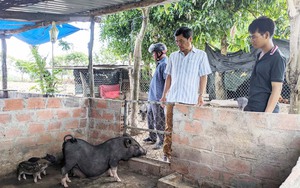 Nuôi lợn đen bản địa, nông dân nơi này của Gia Lai có nhà cho thu nhập cao