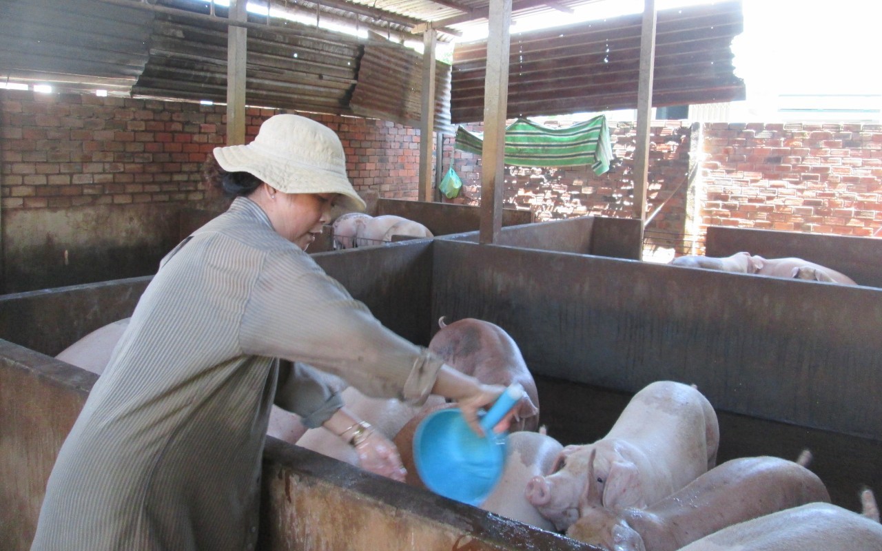 Giá heo hơi bất ngờ tăng nóng, vì sao vậy?