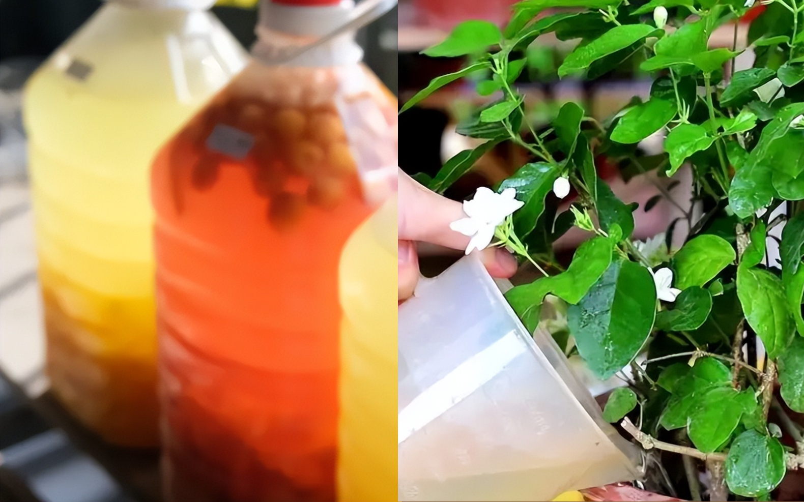 Tự chế 4 loại phân bón vạn năng cho cây cảnh, hoa nở rực rỡ cả năm, lá bóng loáng xanh mướt