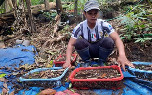 Vụ cây sâm Ngọc Linh chết hàng loạt tại Kon Tum: Cây sâm đã khỏe, không còn triệu chứng bệnh hại