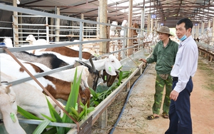 Đây là cách nông dân Gia Lai giúp nhau làm giàu nhờ chăn nuôi