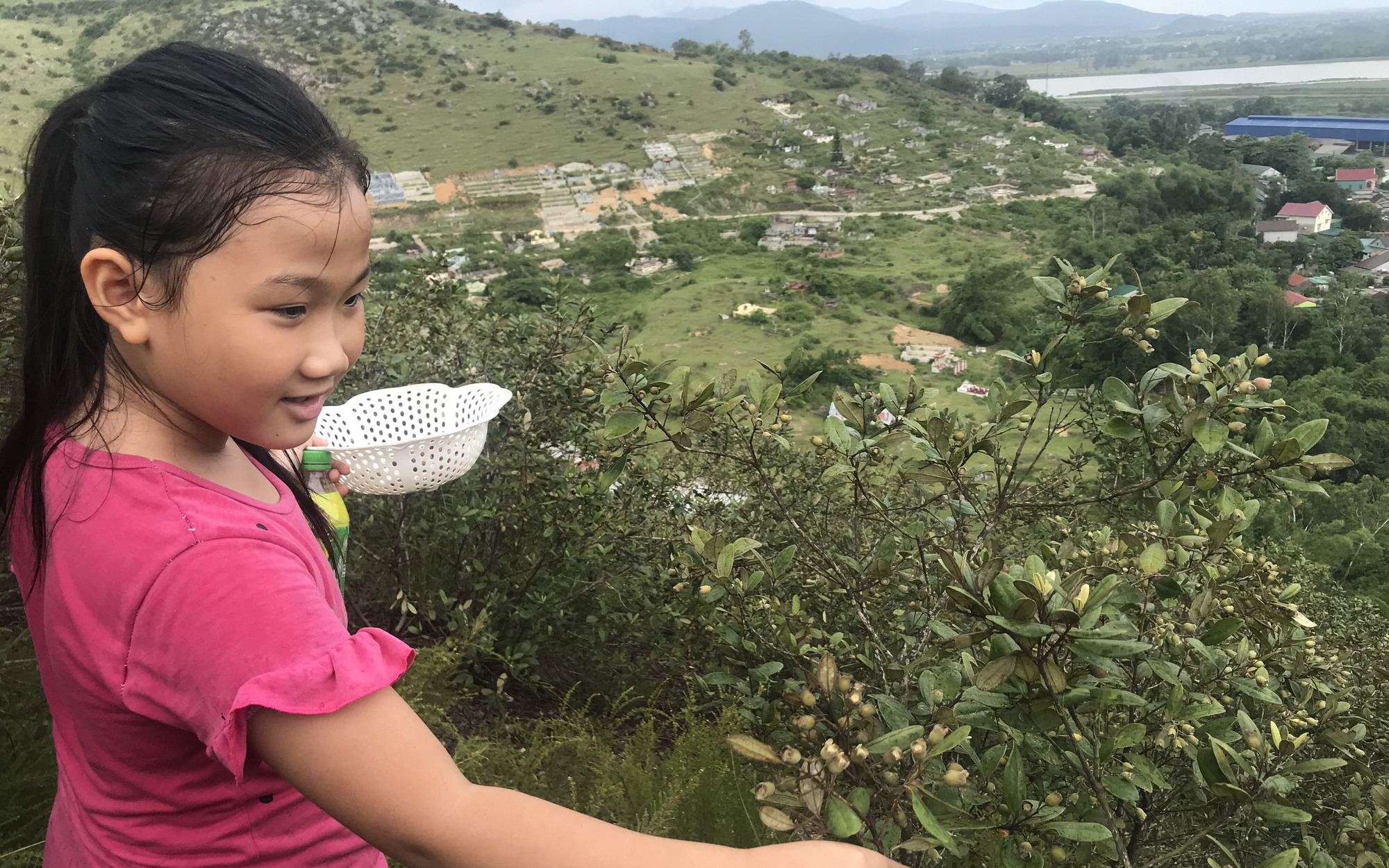 Thứ quả tuổi thơ xưa cho chẳng đắt mà giờ được "chuộng", hái đến đâu khách đặt hết đến đó 