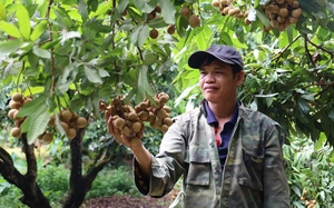 Sơn La: Nông dân đi lên từ cây nhãn