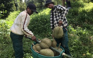 Sầu riêng đầu vụ tăng giá, nhiều hộ nông dân Khánh Hòa thu tiền tỷ