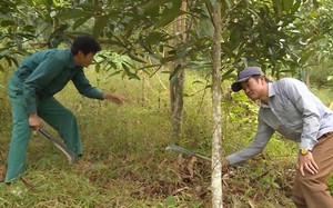 Trồng cây chỉ thẳng lên trời như mũi tên, nông dân vùng biên giới Mường Tè, Lai Châu thoát nghèo