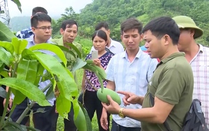 Bắc Yên: Đẩy mạnh phát triển kinh tế, tăng thu nhập cho nông dân